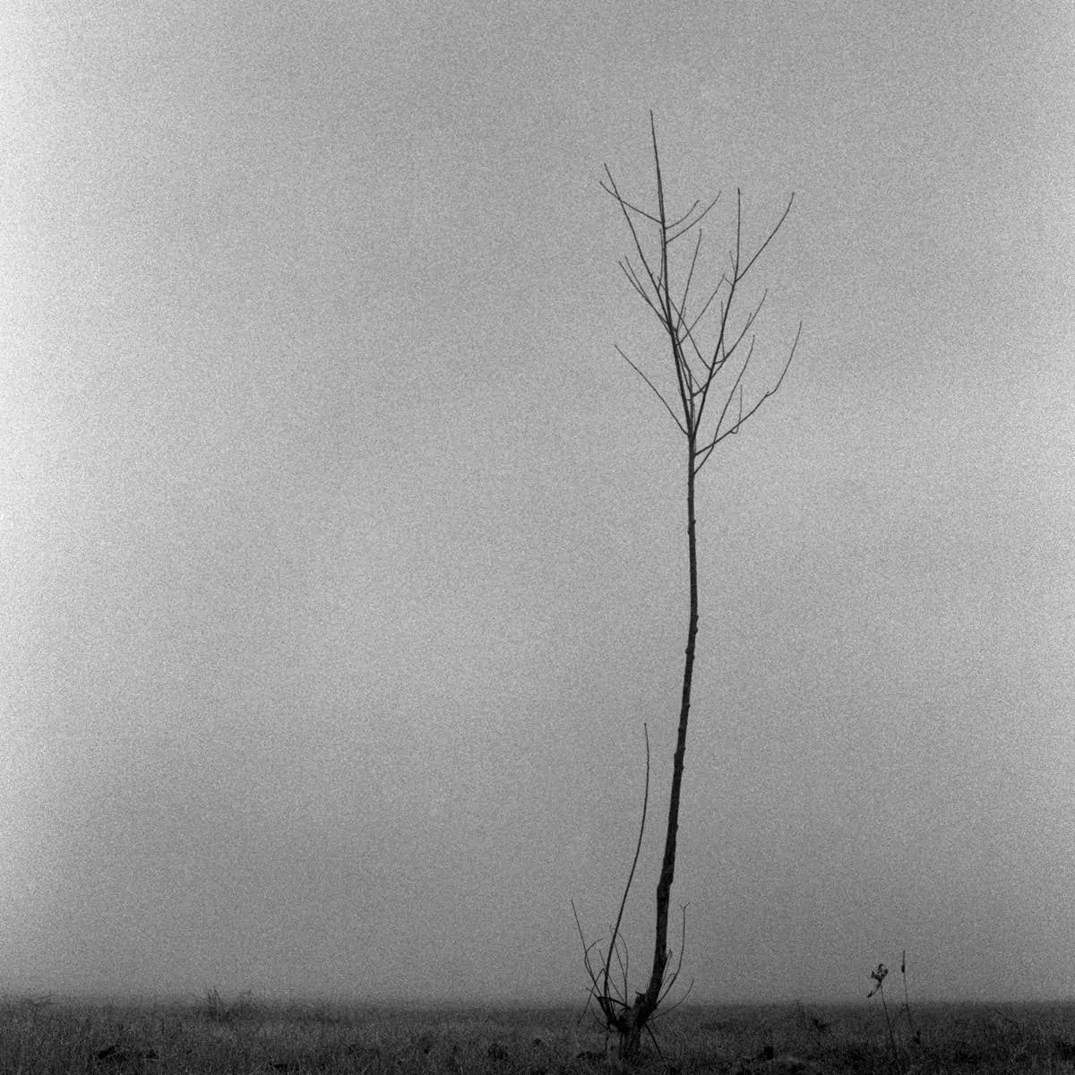 Tree Mist, by Andrea Buzzichelli-PurePhoto