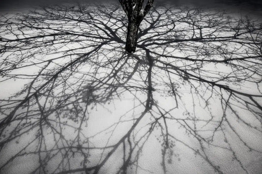 Tree Tracing II, by Garret Suhrie-PurePhoto