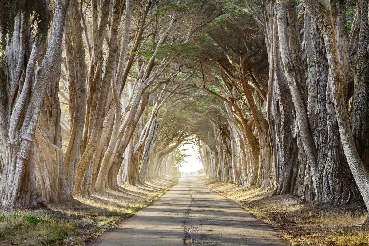 Tree Tunnel Morning - Point Reyes, by Steven Castro-PurePhoto