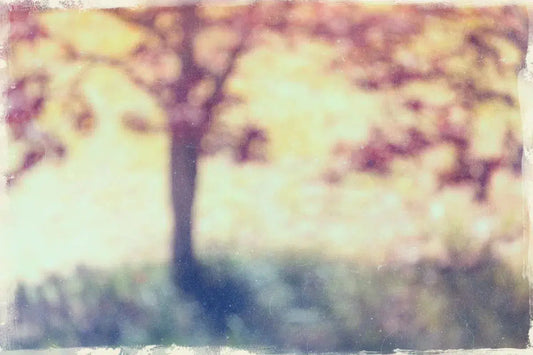 Tree from Summer Time Past, by Natalie Kinnear-PurePhoto