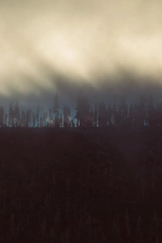 Treeline 3, by Joel Lavold-PurePhoto