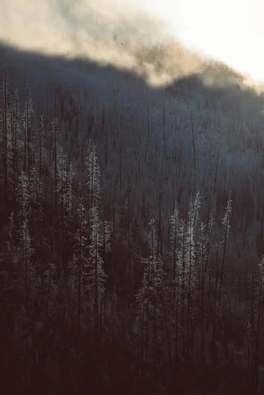Treeline 5, by Joel Lavold-PurePhoto