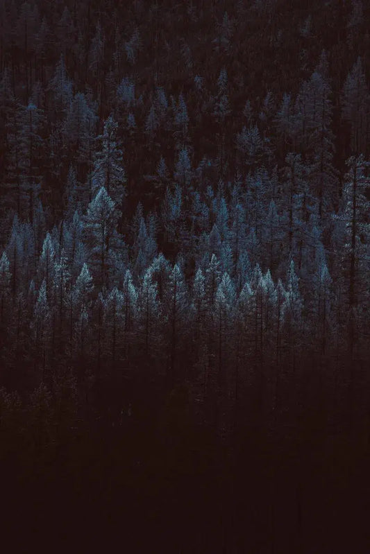 Treeline 6, by Joel Lavold-PurePhoto