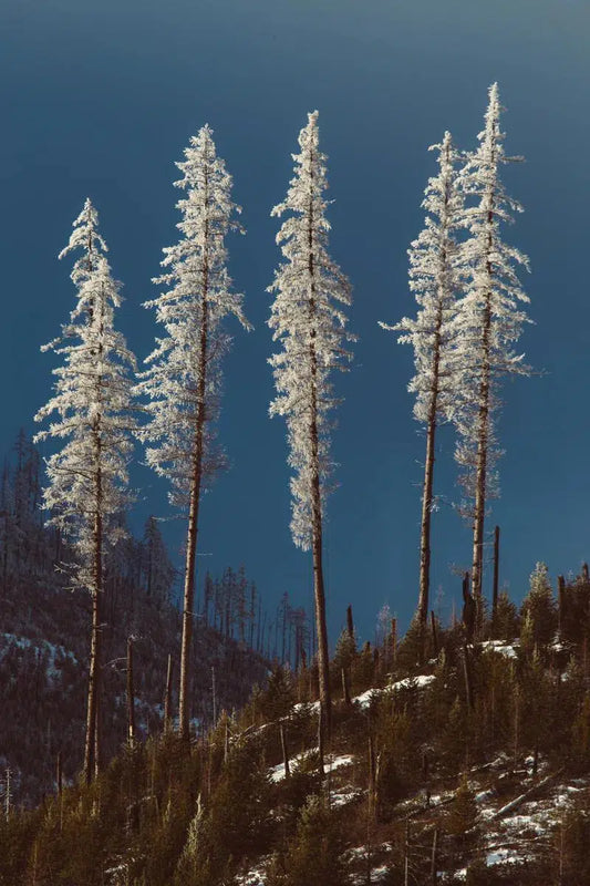 Treeline 7, by Joel Lavold-PurePhoto
