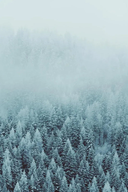 Treeline 8, by Joel Lavold-PurePhoto