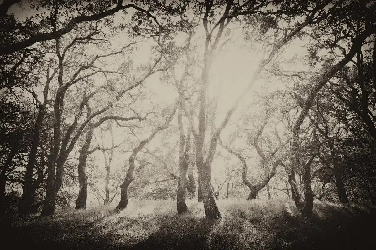 Trees 1, by Trinette + Chris-PurePhoto