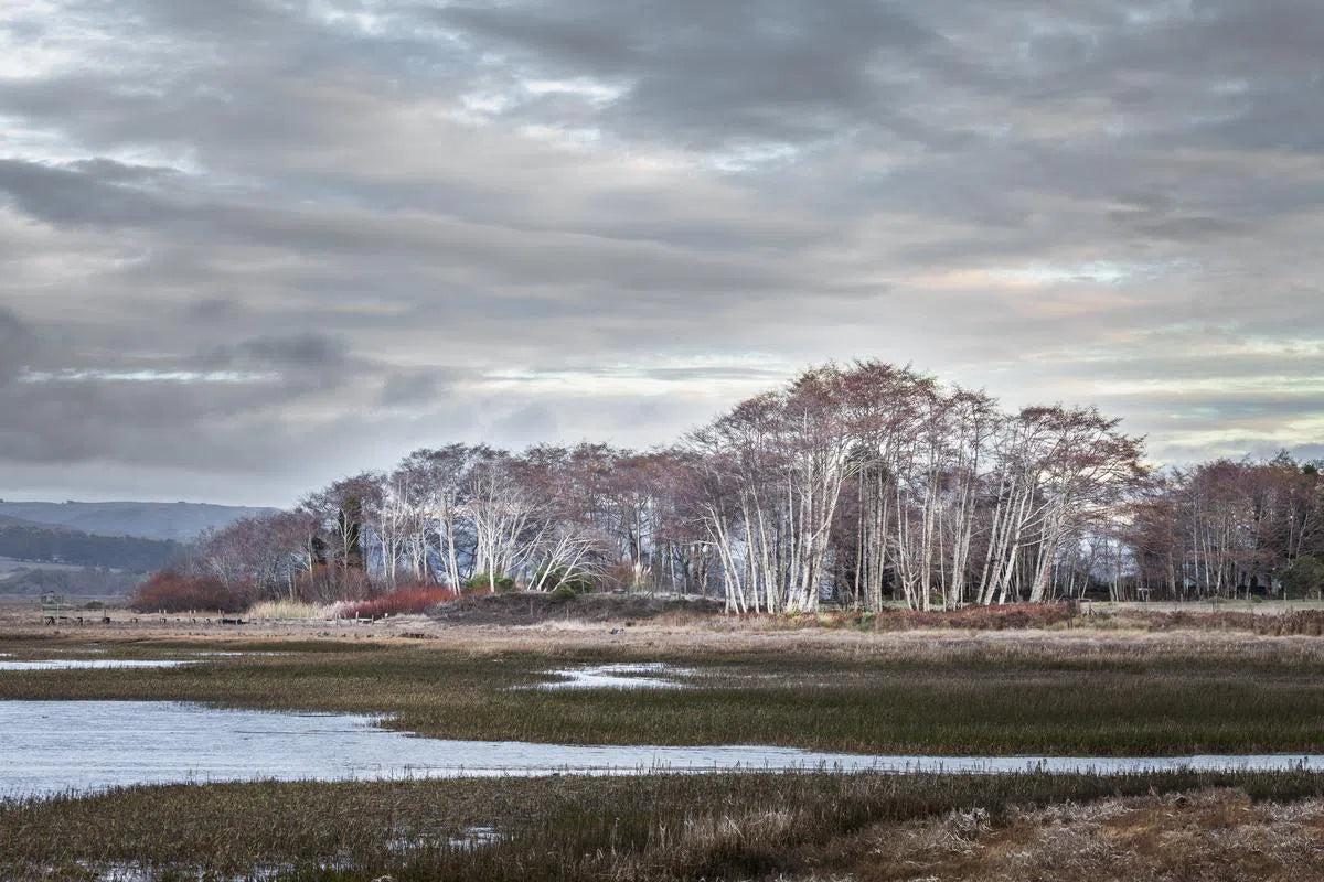 Trees and Marsh - Inverness, by Steven Castro-PurePhoto