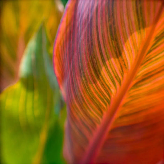 Tropical Leaves, by Ann Dahlgren-PurePhoto