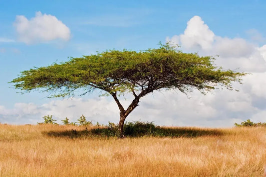Tropical Sabana, by Alejandro Villanueva-PurePhoto