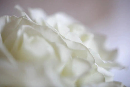 Tulip, by Nicole Katano-PurePhoto