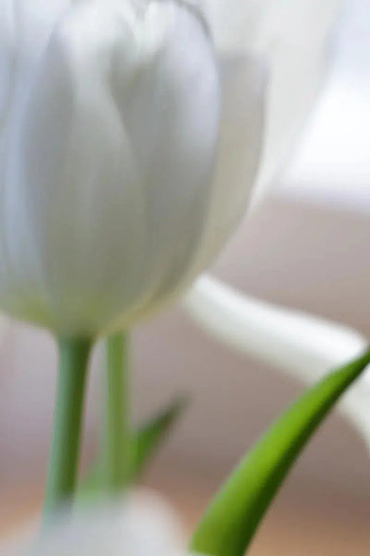 Tulip, by Nicole Katano-PurePhoto