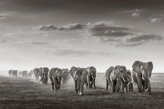 Tusker's March, by Drew Doggett-PurePhoto