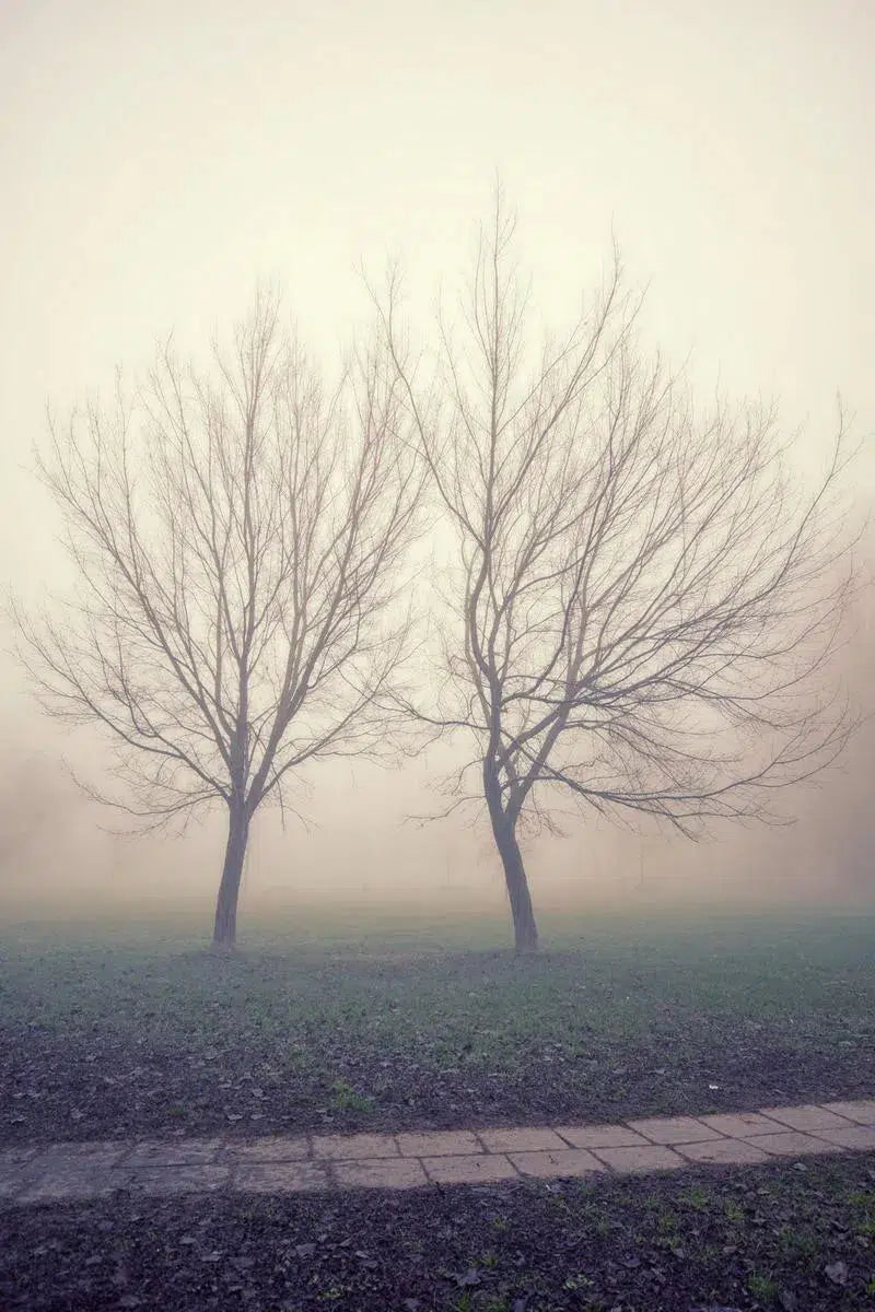 Twin Treesin Fog, by Marco Virgone-PurePhoto
