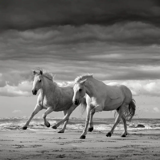 Two Stallions Playing, by Jonathan Chritchley-PurePhoto