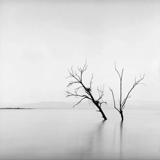 Two Trees, by Bryce Olsen-PurePhoto