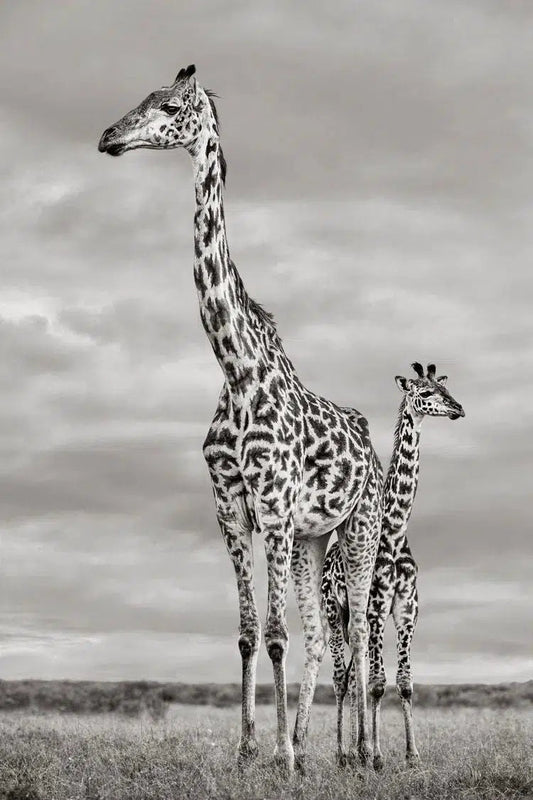 Two of a Kind, by Drew Doggett-PurePhoto