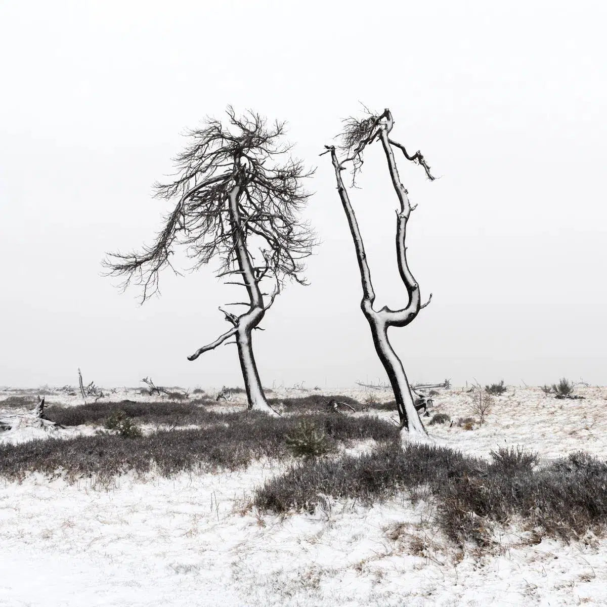 Two trees, by Julien Coomans-PurePhoto