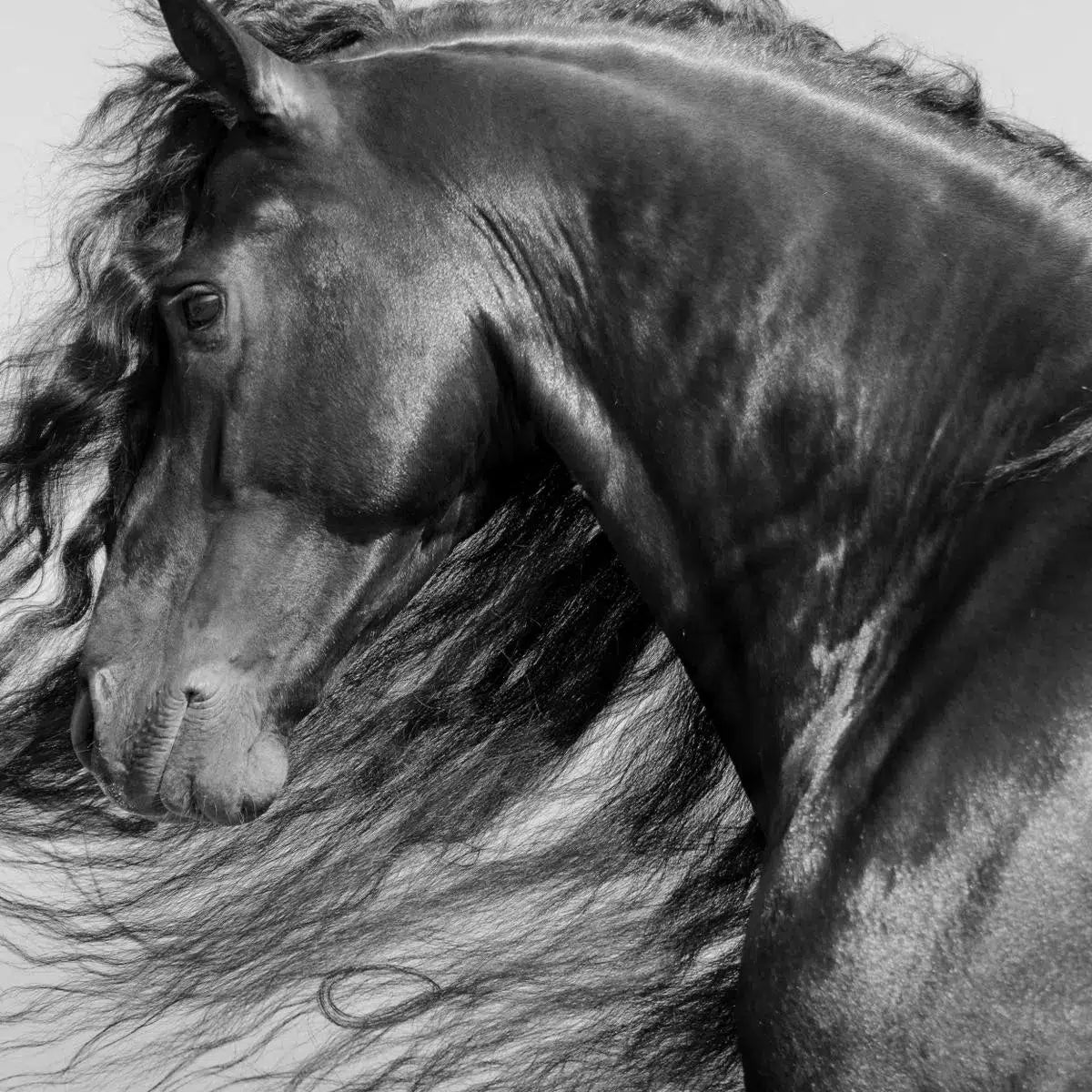 Ulrik I, by Julien Coomans-PurePhoto