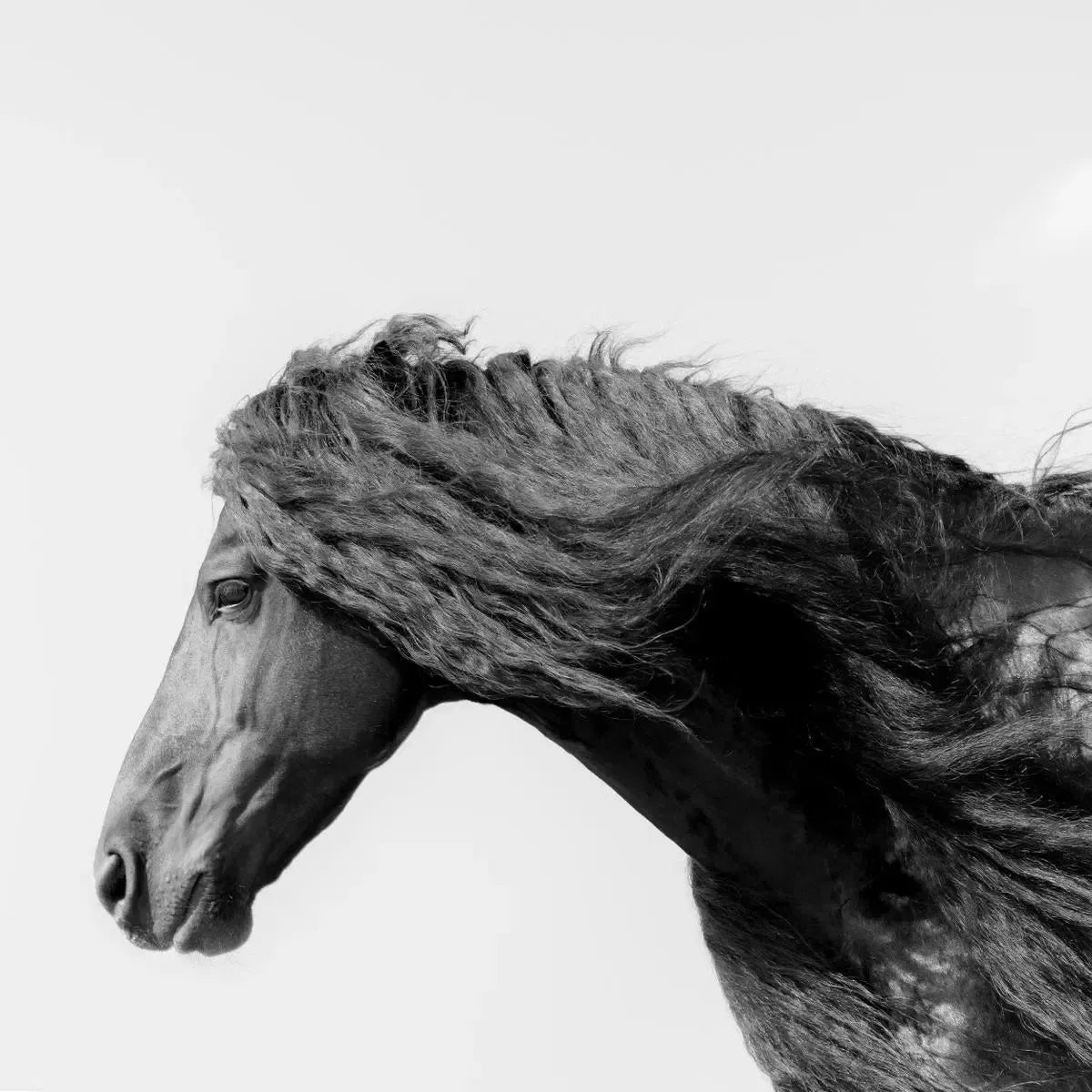 Ulrik VI, by Julien Coomans-PurePhoto