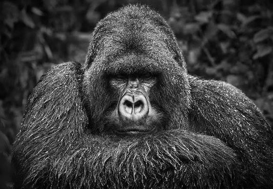 Unyielding Giant, by Drew Doggett-PurePhoto