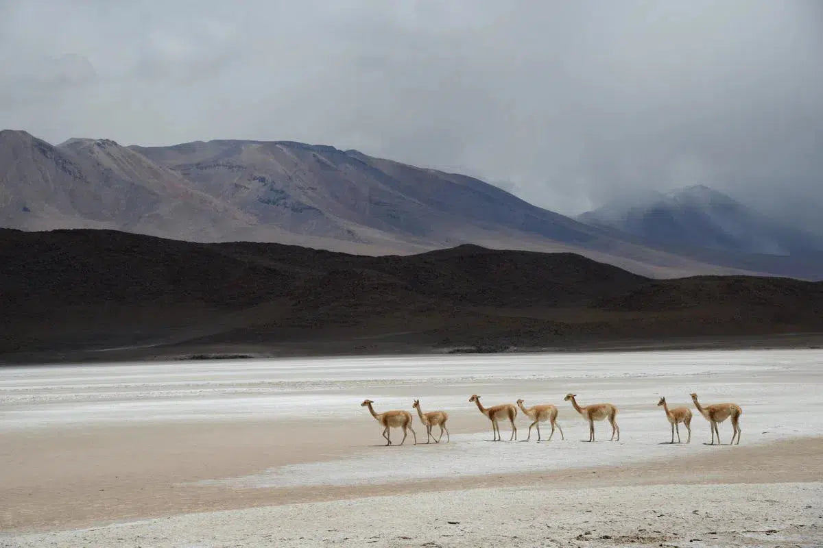 Vicunas, by Alex Axon-PurePhoto