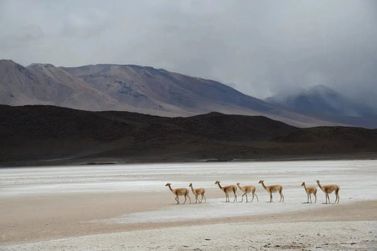 Vicunas, by Alex Axon-PurePhoto