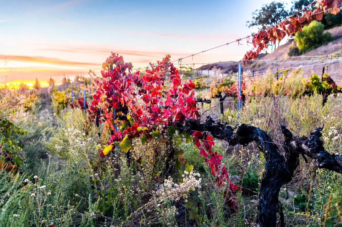 Vineyard Sunset, by Mike Valdez-PurePhoto