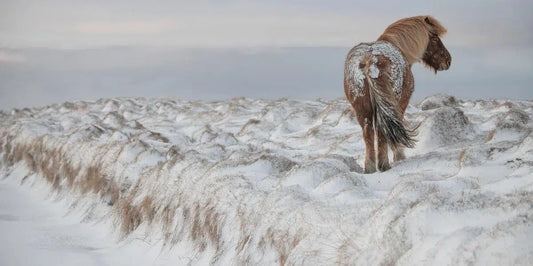 Waiting for the Storm to Pass, by Carys Jones-PurePhoto