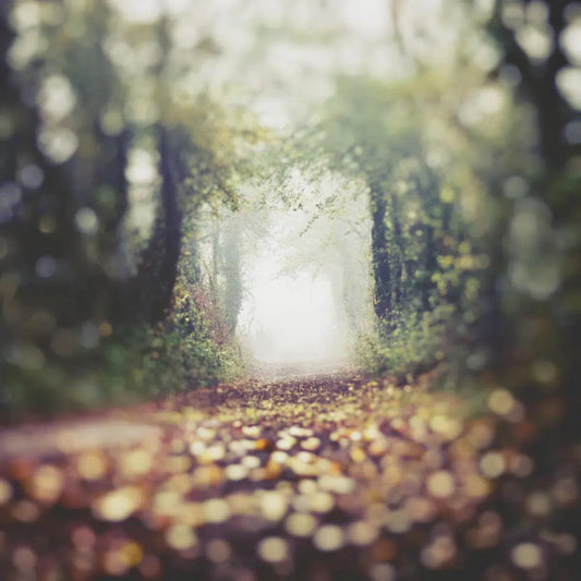 Walk with Me, by Natalie Kinnear-PurePhoto