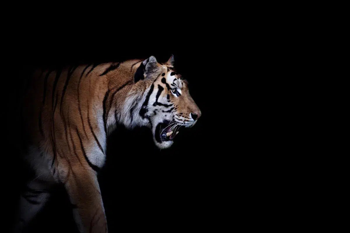 Walking Tiger, by Michael Duva-PurePhoto