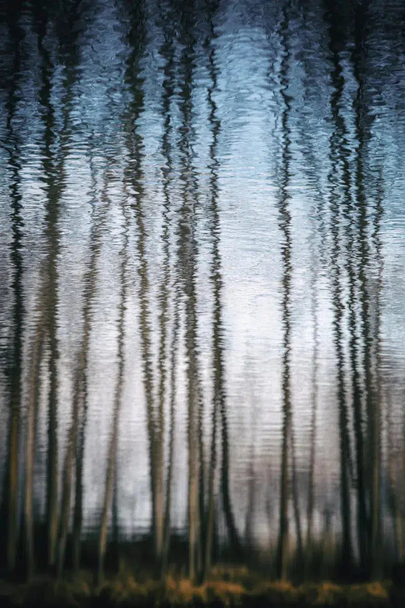 Water trees, by Mats Gustafsson-PurePhoto