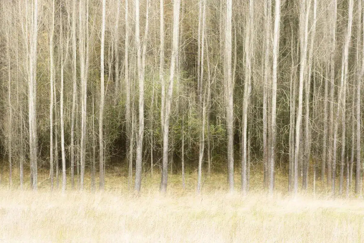 We Trees, by Anna Ulmestrand-PurePhoto