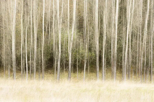 We Trees, by Anna Ulmestrand-PurePhoto