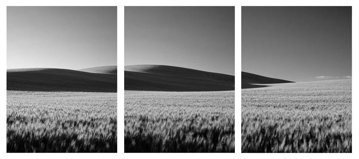 Wheat Dunes Triptych, by Dale Hedden-PurePhoto