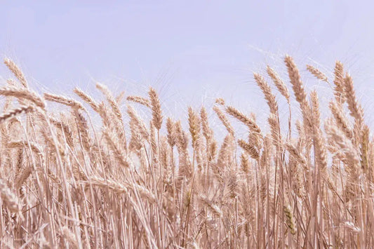 Wheat Field #1, by Paul Edmondson-PurePhoto