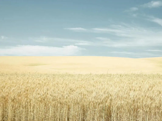 Wheatko, by Dale Hedden-PurePhoto