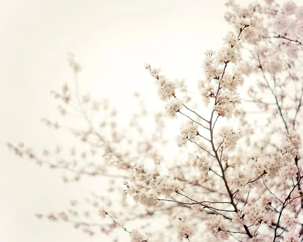 White Cherry Blossoms, by Vivienne Gucwa-PurePhoto