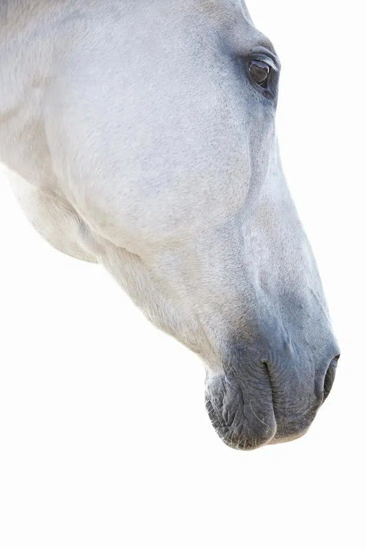 White Horse 04, by Trinette + Chris-PurePhoto