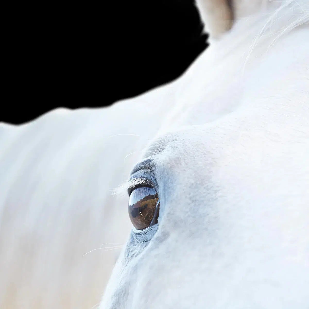 White Horse 05, by Trinette + Chris-PurePhoto