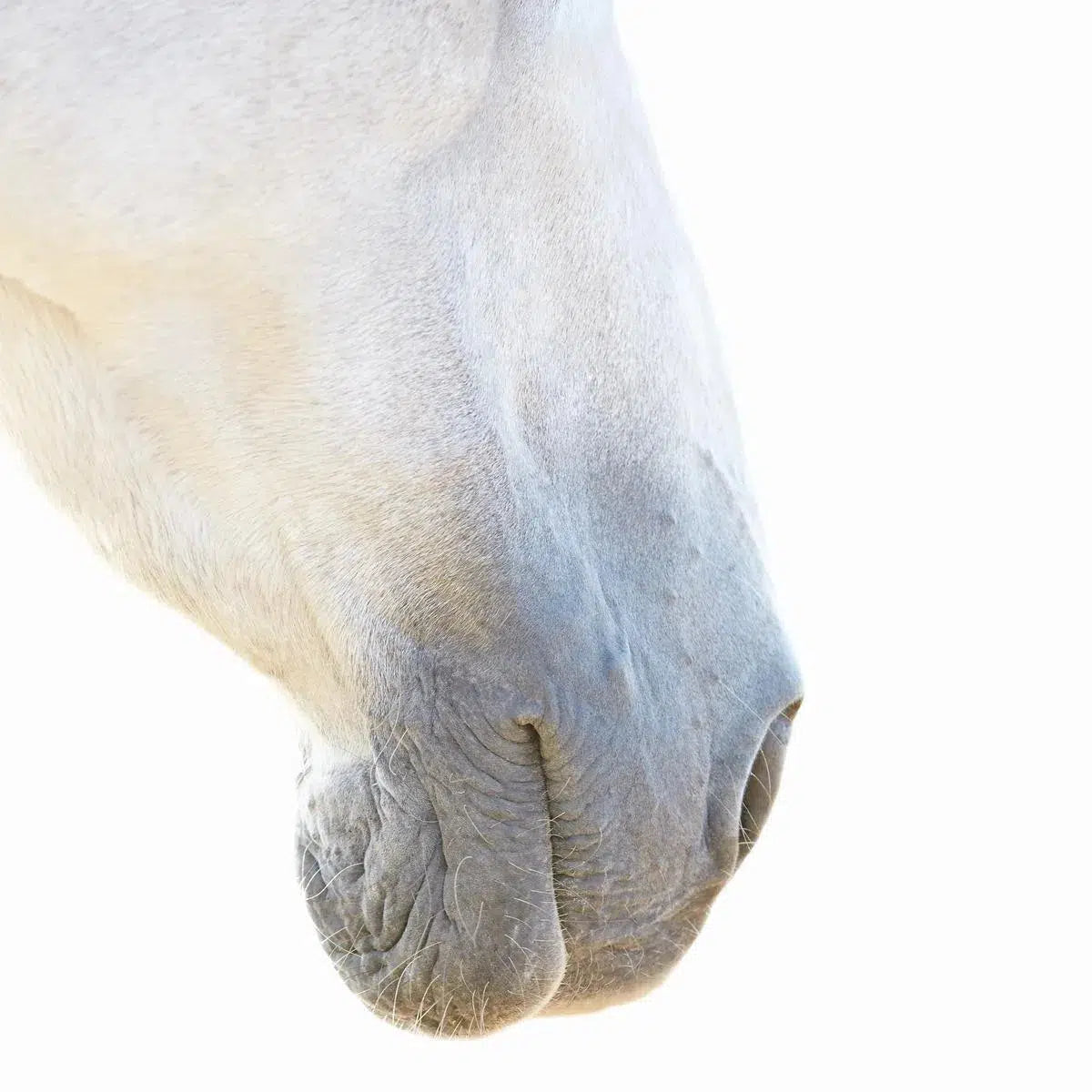 White Horse 06, by Trinette + Chris-PurePhoto