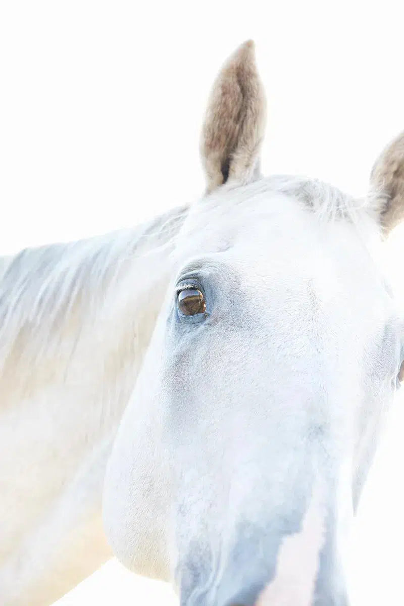 White Horse 09, by Trinette + Chris-PurePhoto
