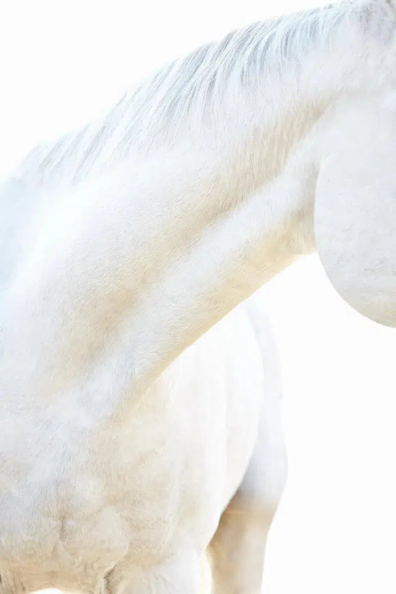 White Horse 11, by Trinette + Chris-PurePhoto