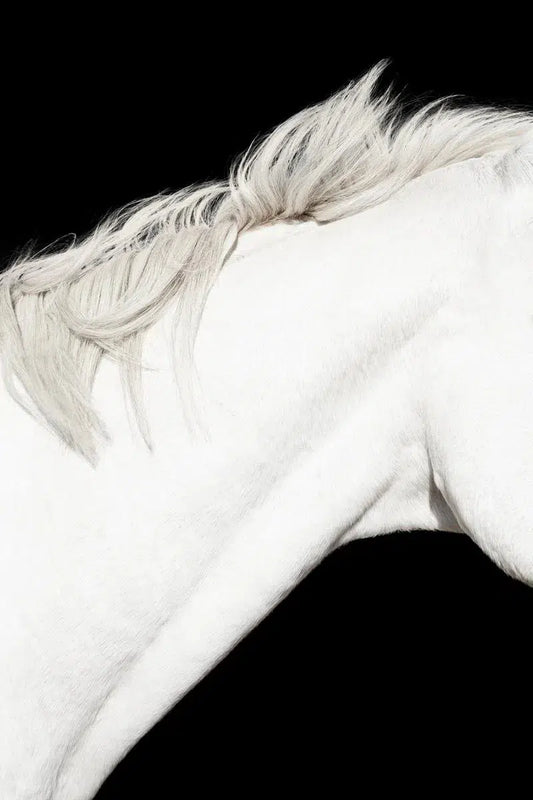 White Horse on Black 03, by Trinette + Chris-PurePhoto