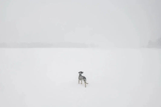 White Out, by Garret Suhrie-PurePhoto