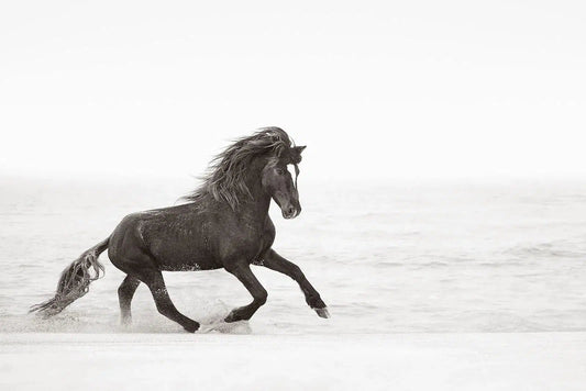 Wild Heart, by Drew Doggett-PurePhoto