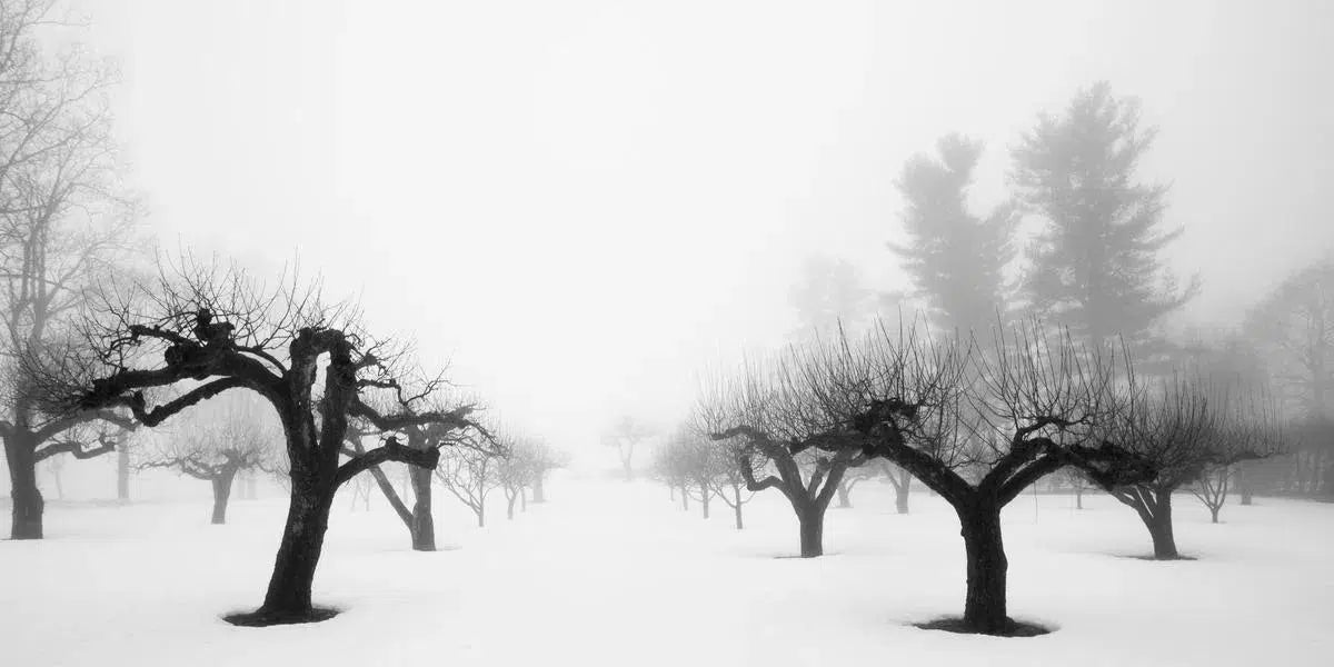 Winter 3, by Ann Dahlgren-PurePhoto