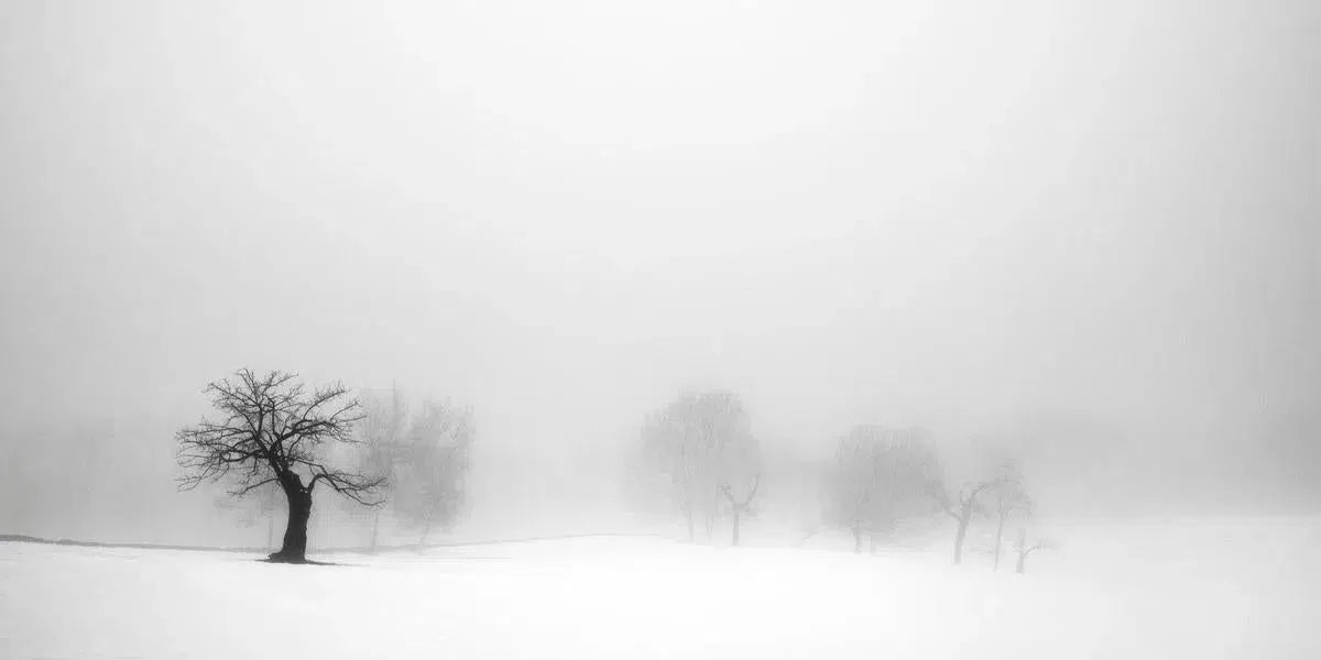 Winter 5, by Ann Dahlgren-PurePhoto
