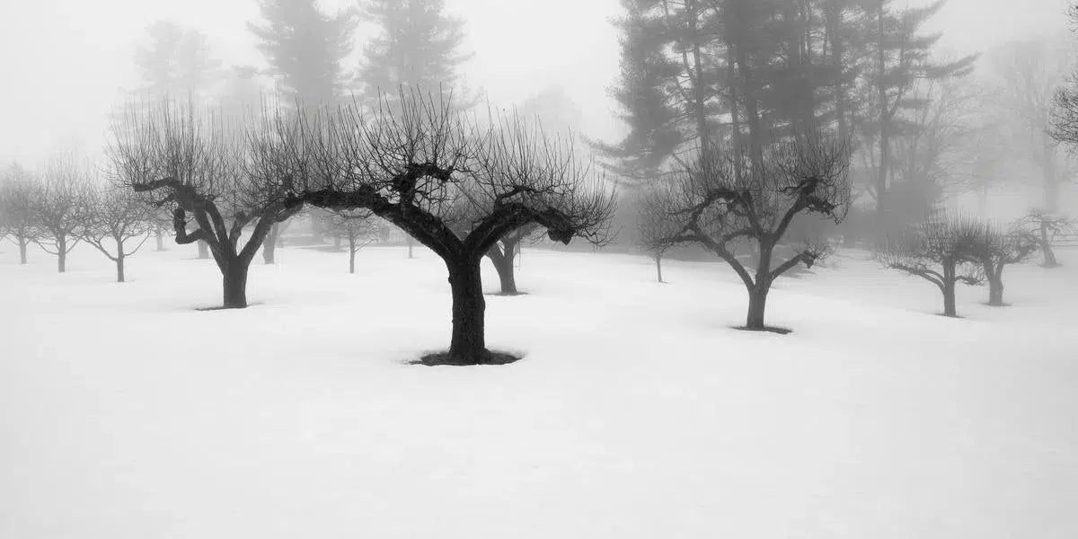 Winter 8, by Ann Dahlgren-PurePhoto