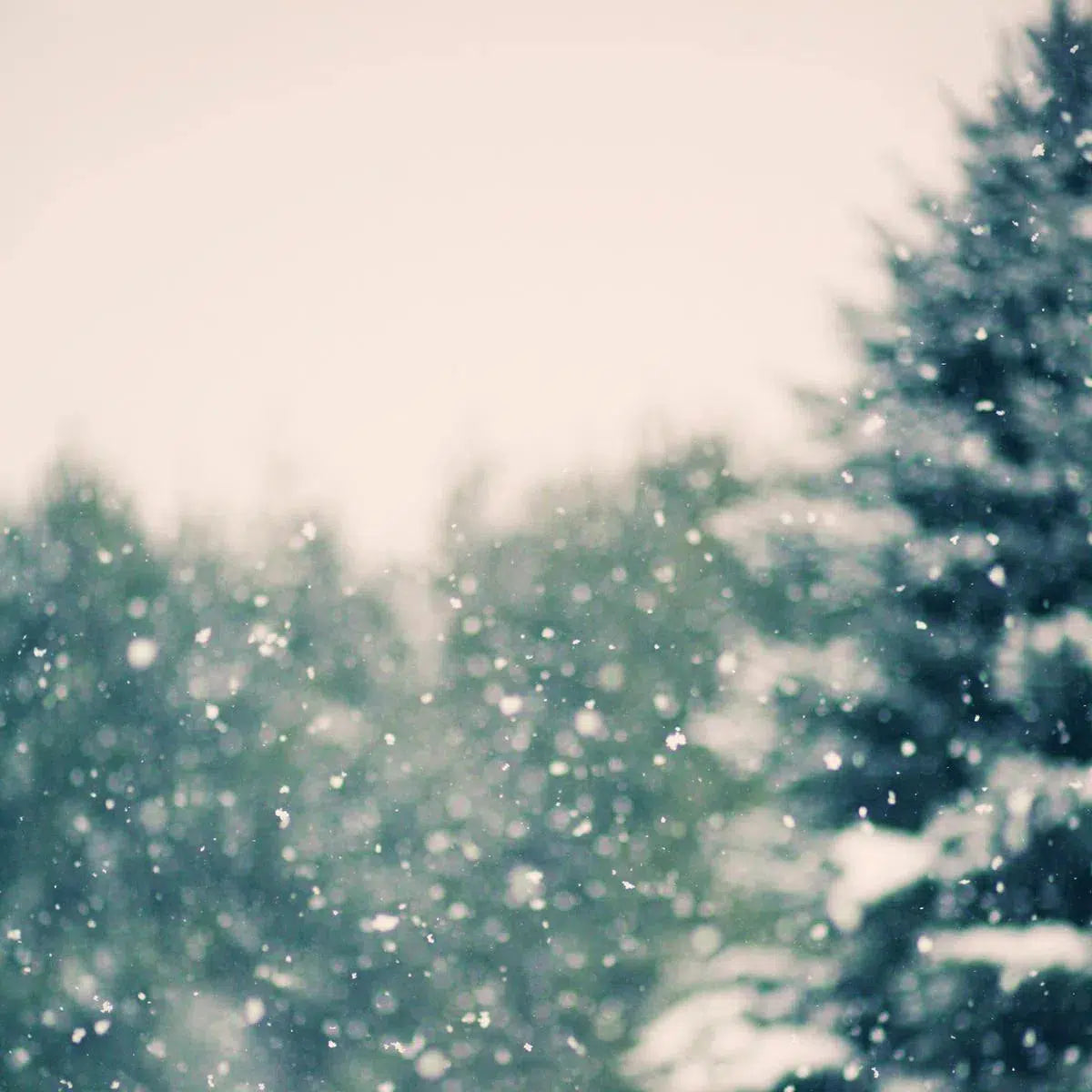 Winter Daydream #1, by Alicia Bock-PurePhoto