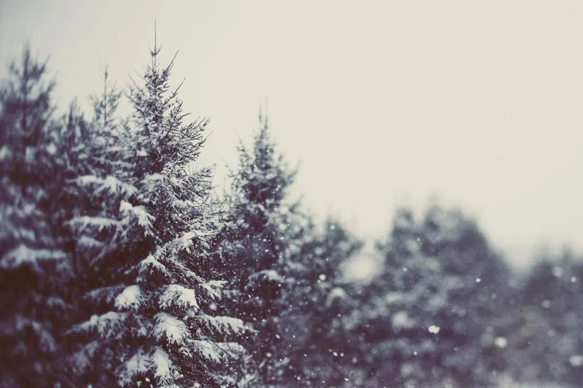 Winter Daydream #2, by Alicia Bock-PurePhoto